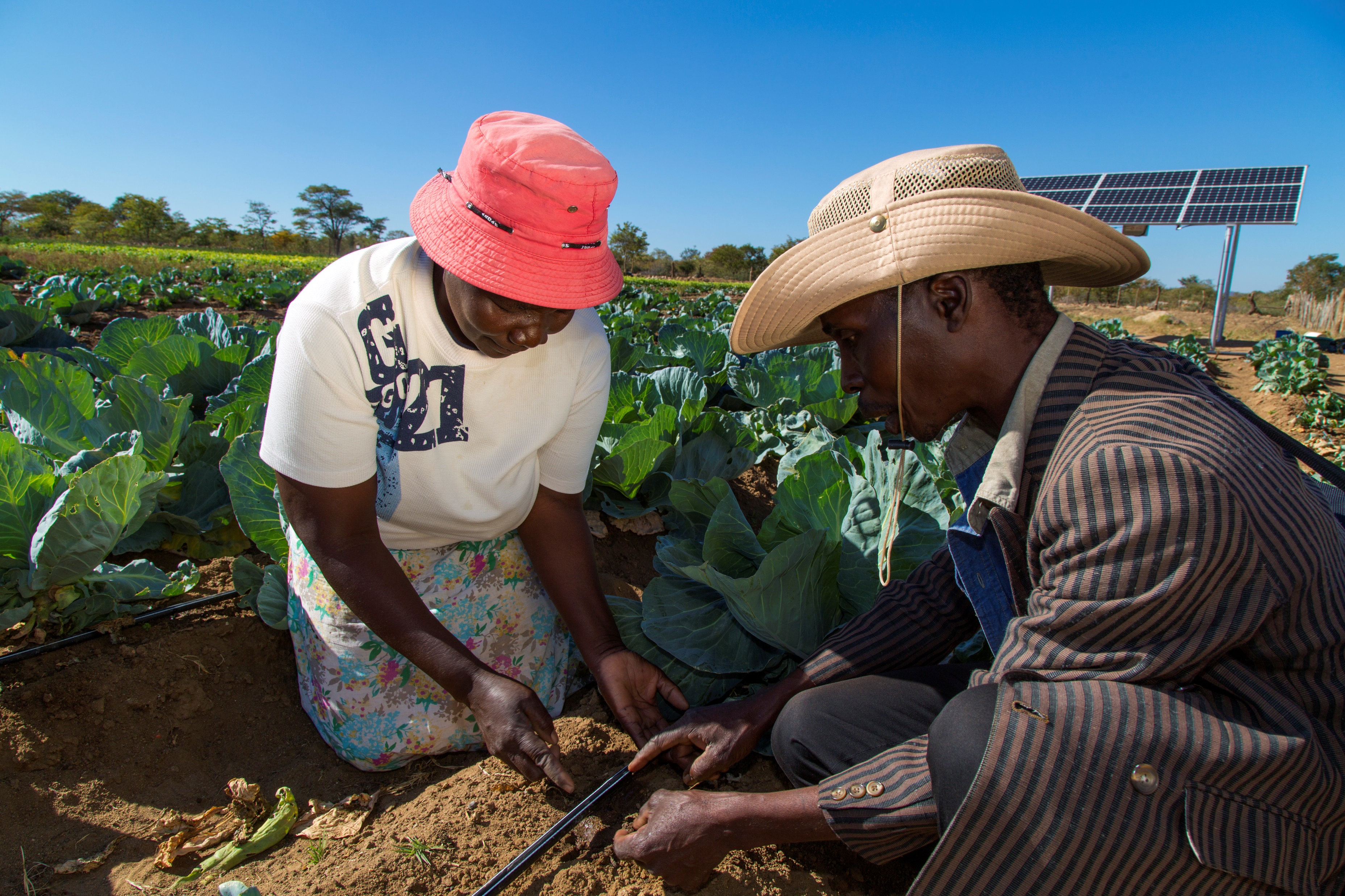 Farmers in a cabbage field installing a drip irrigation line, with a solar-powered pump in the background